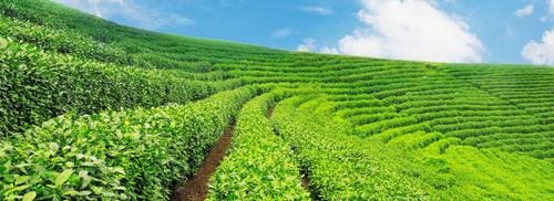 A field of green bushes and trees on the side of a hill.