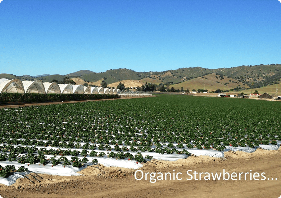 A field of strawberries in the middle of a valley.