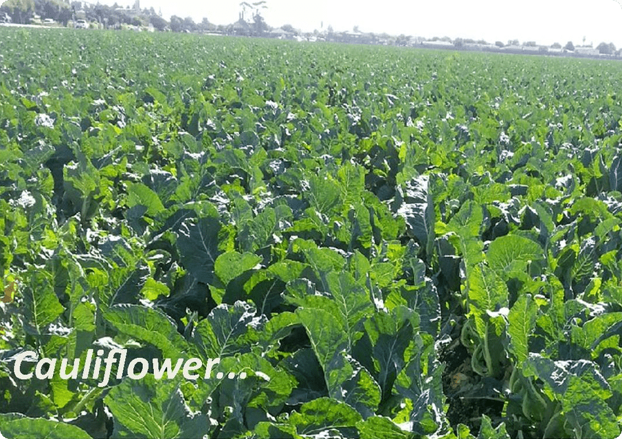 A field of green leaves with the word " sunflower ".