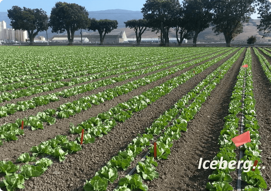 A field of lettuce with trees in the background.