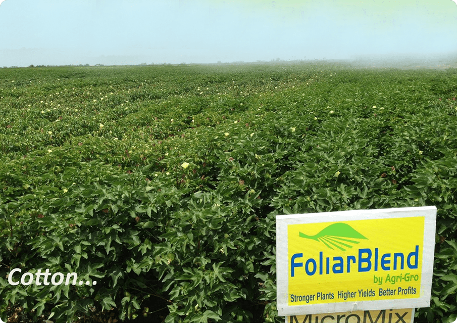 A field of green plants with yellow flowers.