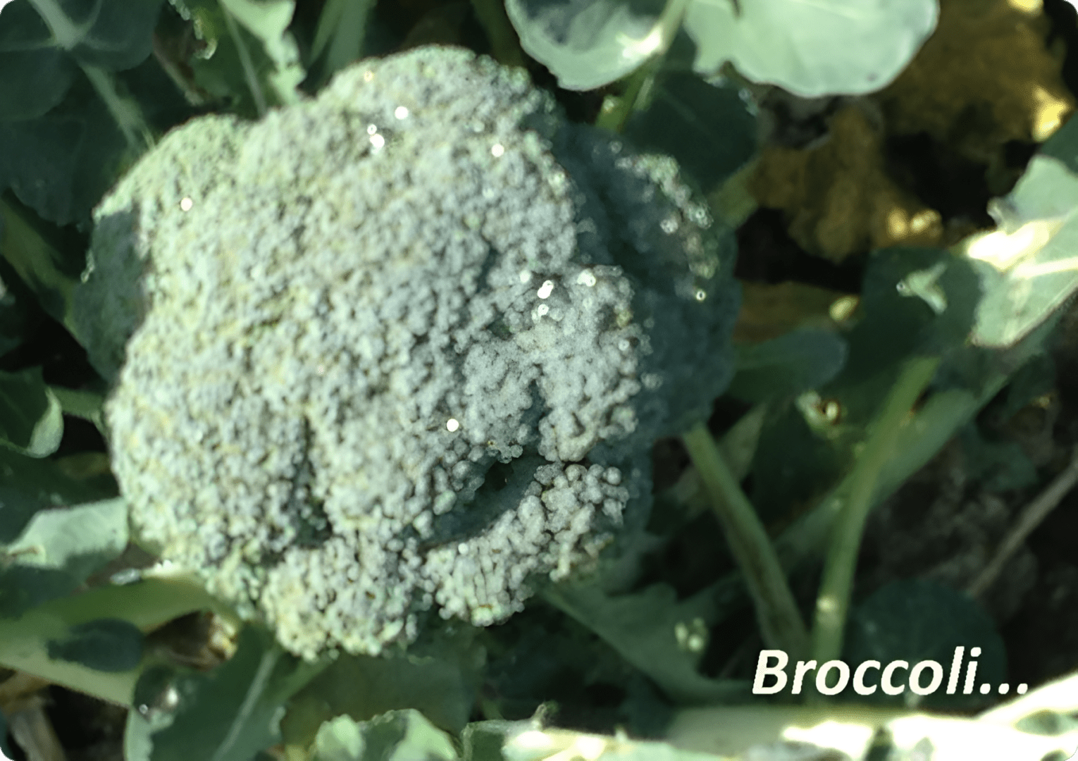 A close up of the head of broccoli