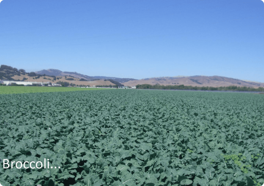 A large field of green plants in front of mountains.