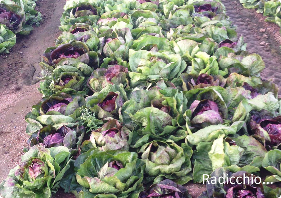 A pile of lettuce sitting on top of the ground.