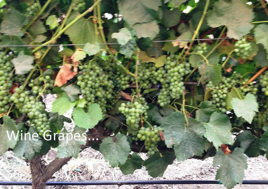 A bunch of grapes hanging from the vine.