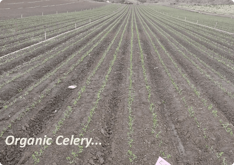 A field with rows of green plants in the middle.