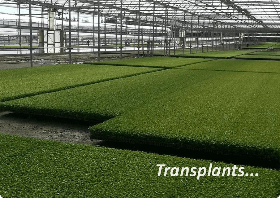 A large greenhouse with many green plants growing.