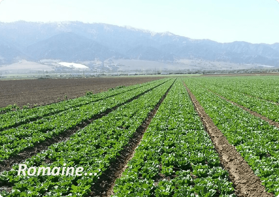 A field of green plants with mountains in the background.