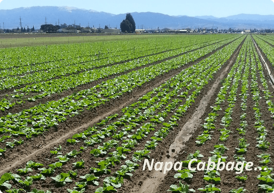 A field of lettuce growing in the middle of nowhere.