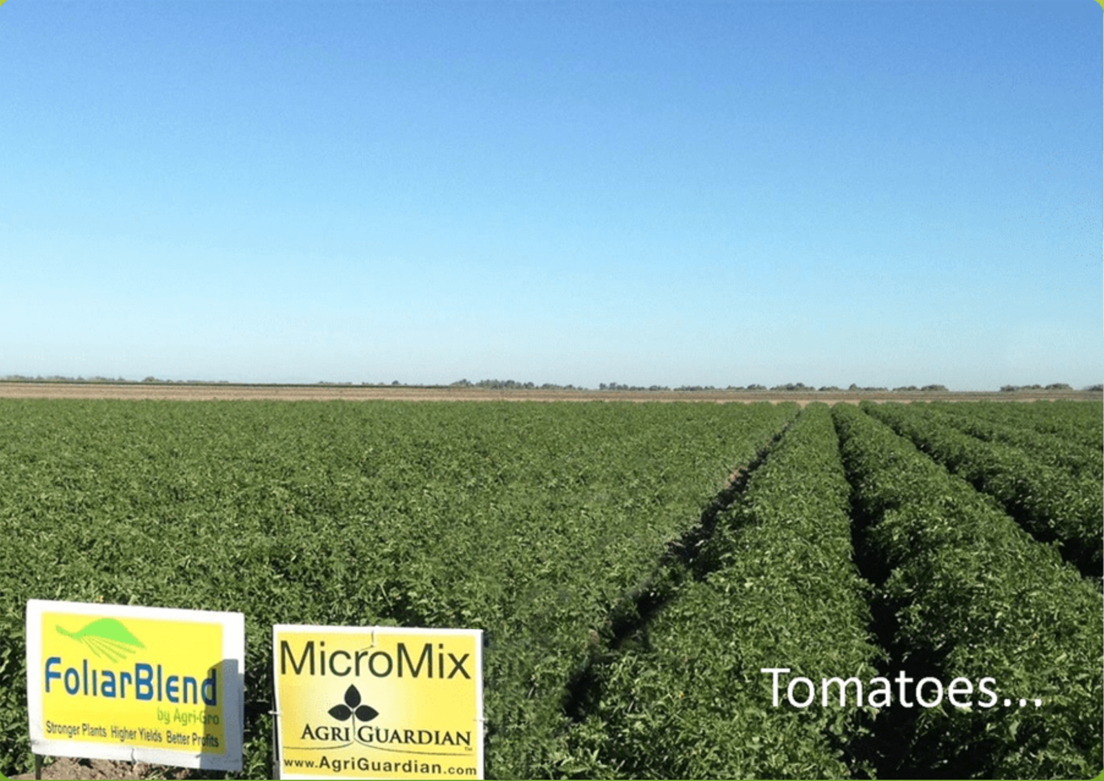 A field of tomatoes with micromix signs in front.