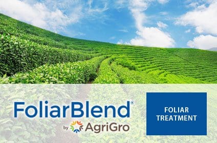 A field of green tea bushes with the logo for foliar blend by agrigro.